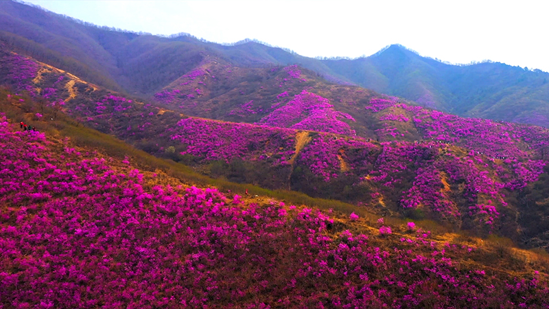 花红漫山 满目皆是映山红