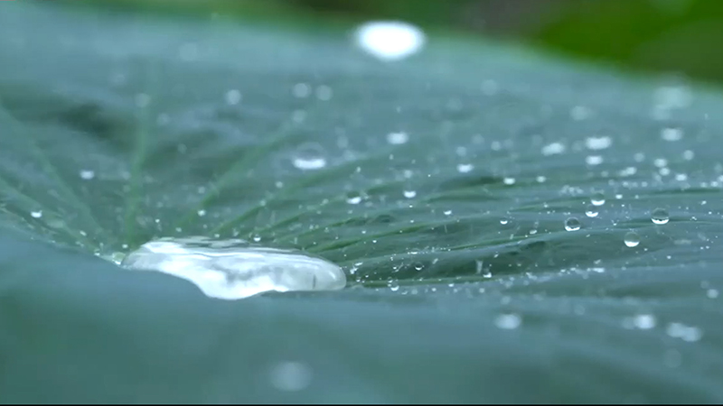 荷下听雨 疏解暑意